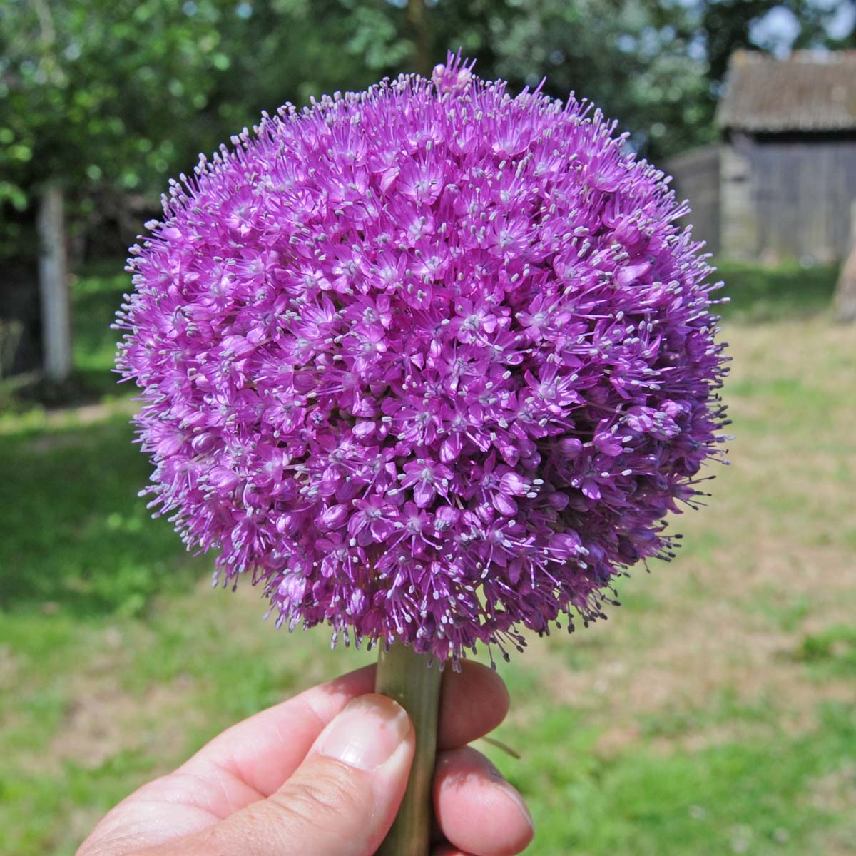 Allium giganteum